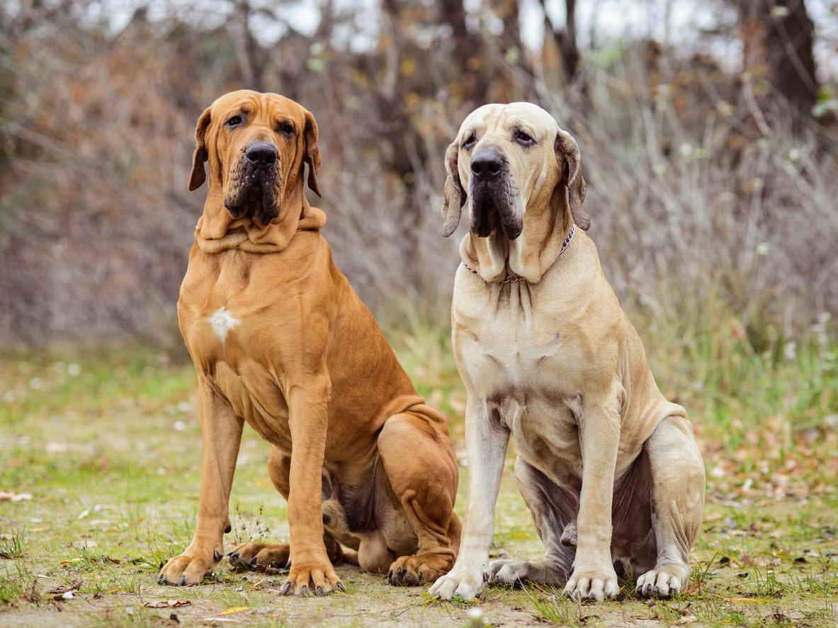 fila brasileiro